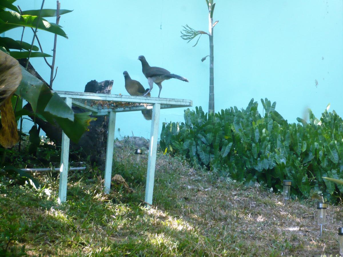 Dos Palmitos Bed And Breakfast ปานามาซิตี้ ภายนอก รูปภาพ